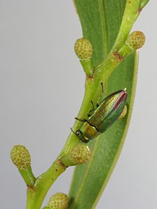 Melobasis semisuturalis, PL0404, male, on Acacia pycnantha, SL